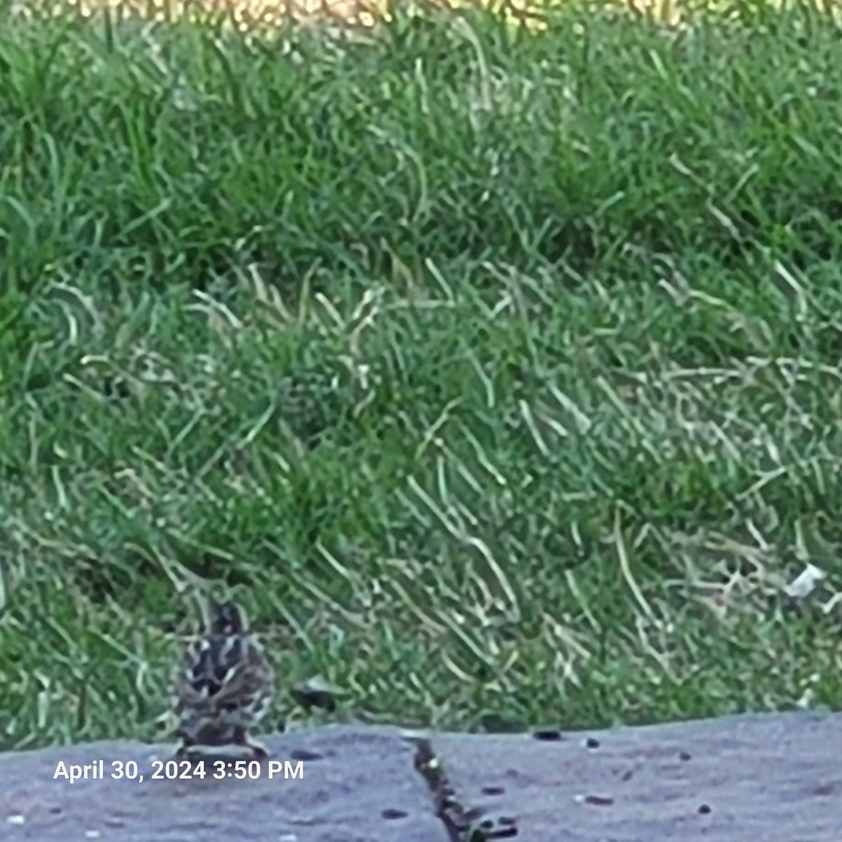 White-crowned Sparrow - Anonymous