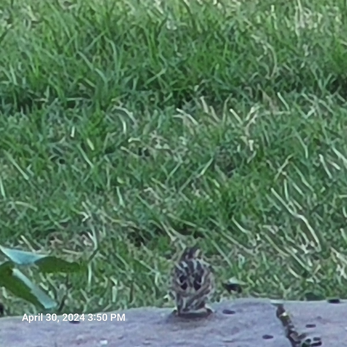 White-crowned Sparrow - Anonymous