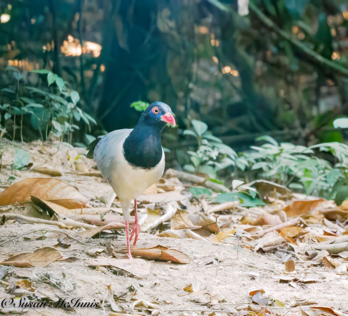 Coral-billed Ground-Cuckoo - ML618226600