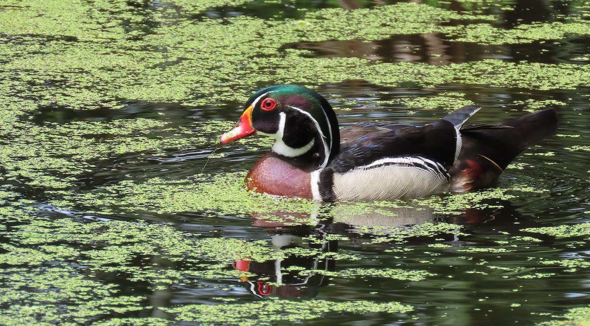 Wood Duck - Susan Young