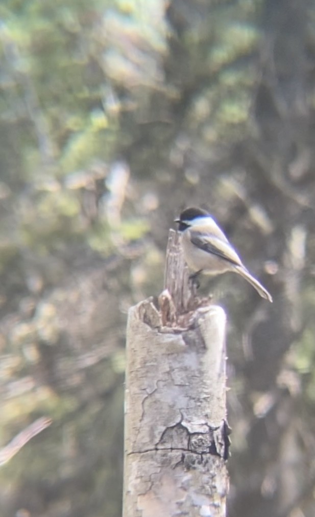 Black-capped Chickadee - Zakary L’Abbé-Larivière