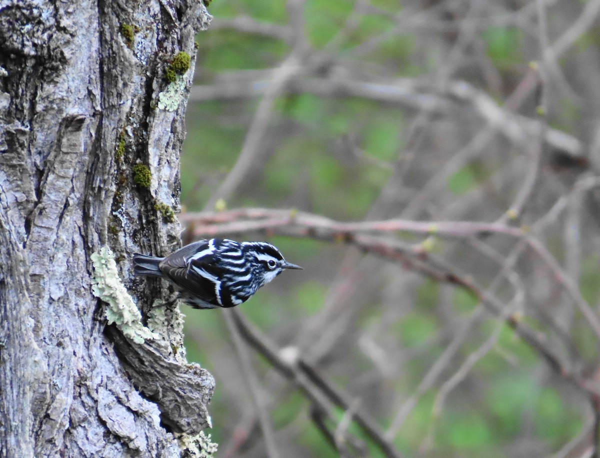 Black-and-white Warbler - Ernie LeBlanc