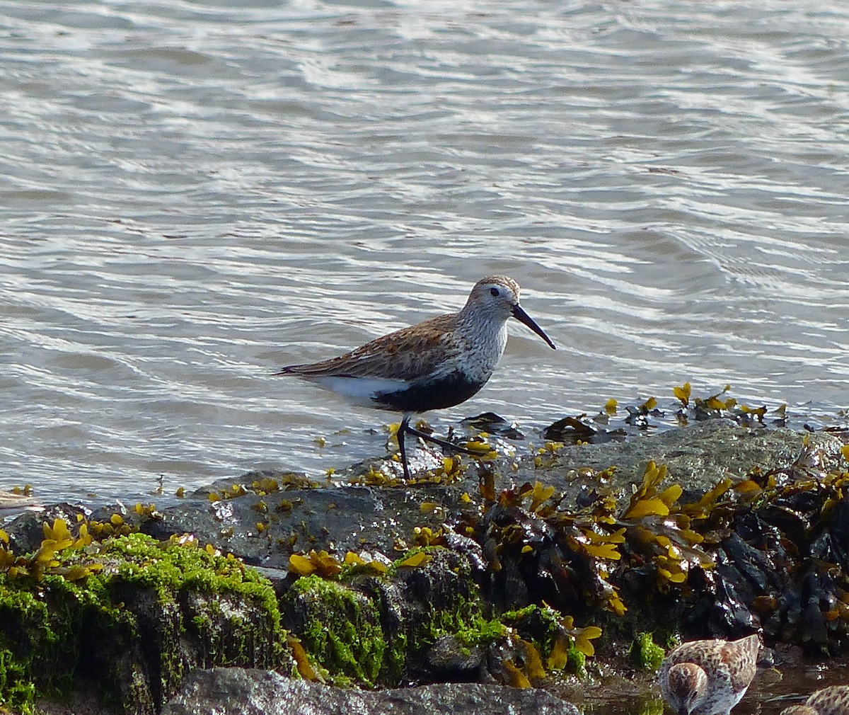 Dunlin - Liz Stewart