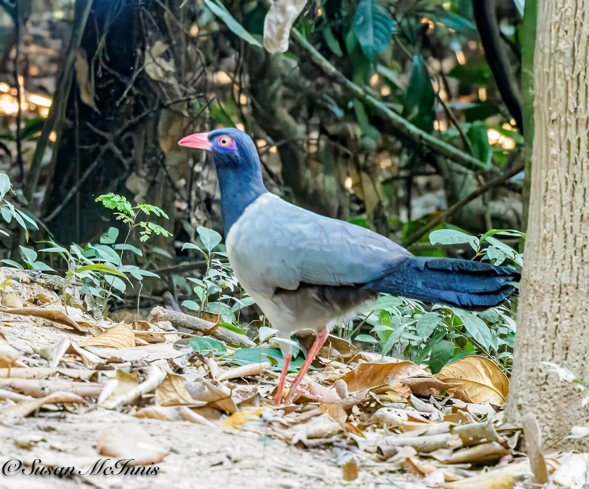 Coral-billed Ground-Cuckoo - ML618226654