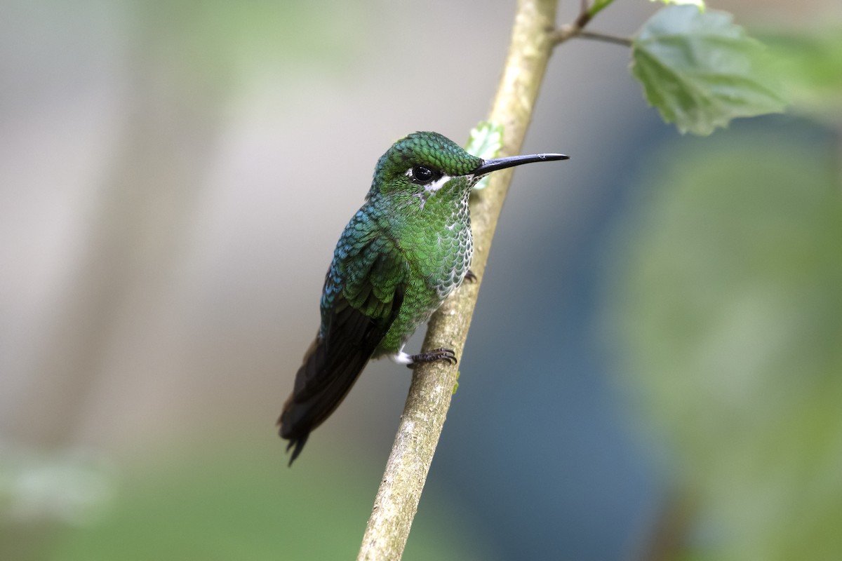 Green-crowned Brilliant - Adam Wilson