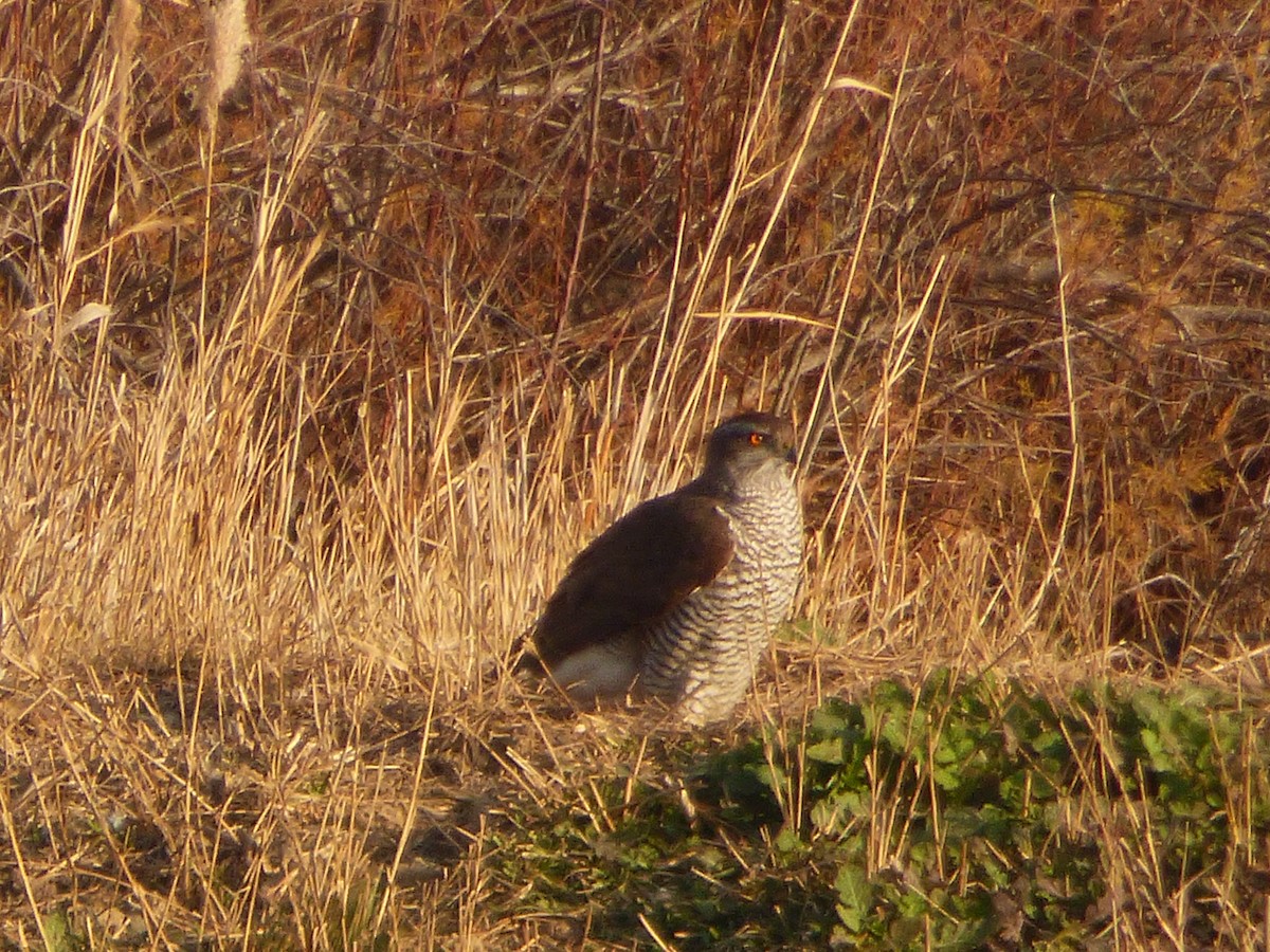 Eurasian Goshawk - ML618226701