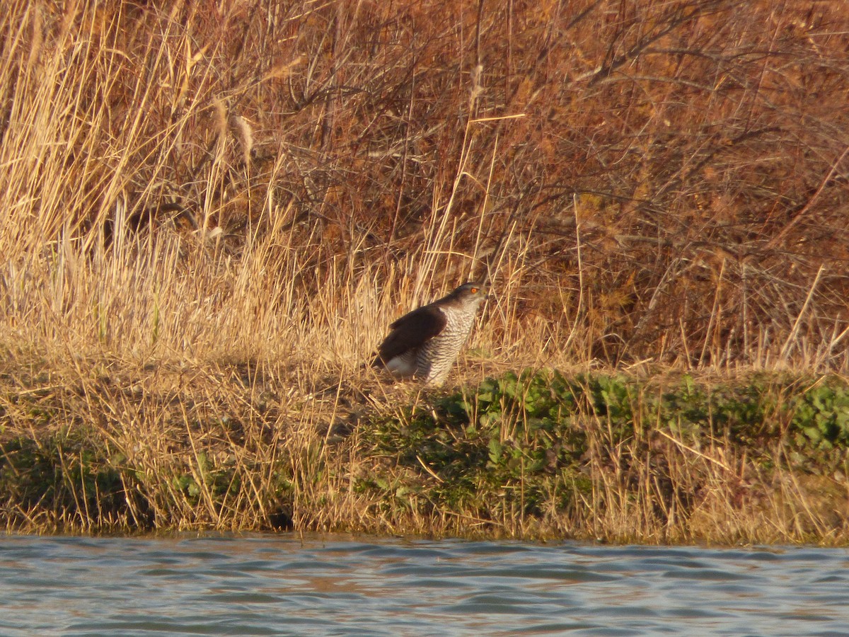 Eurasian Goshawk - ML618226702