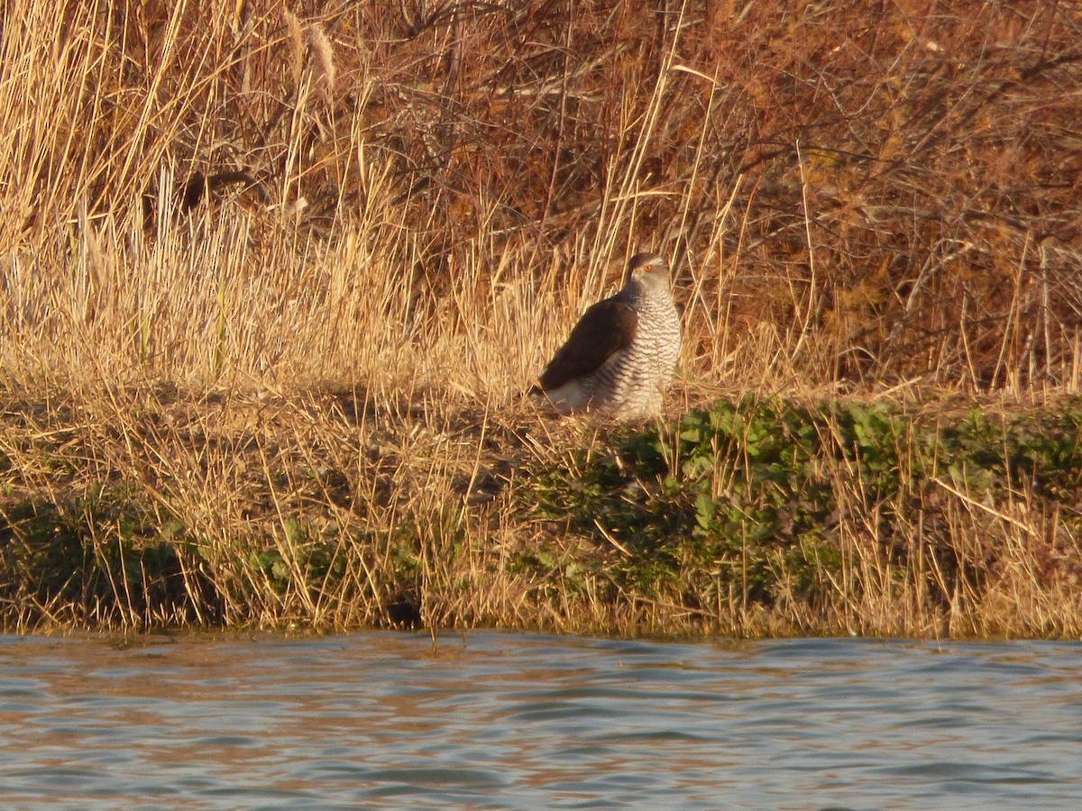 Eurasian Goshawk - ML618226718