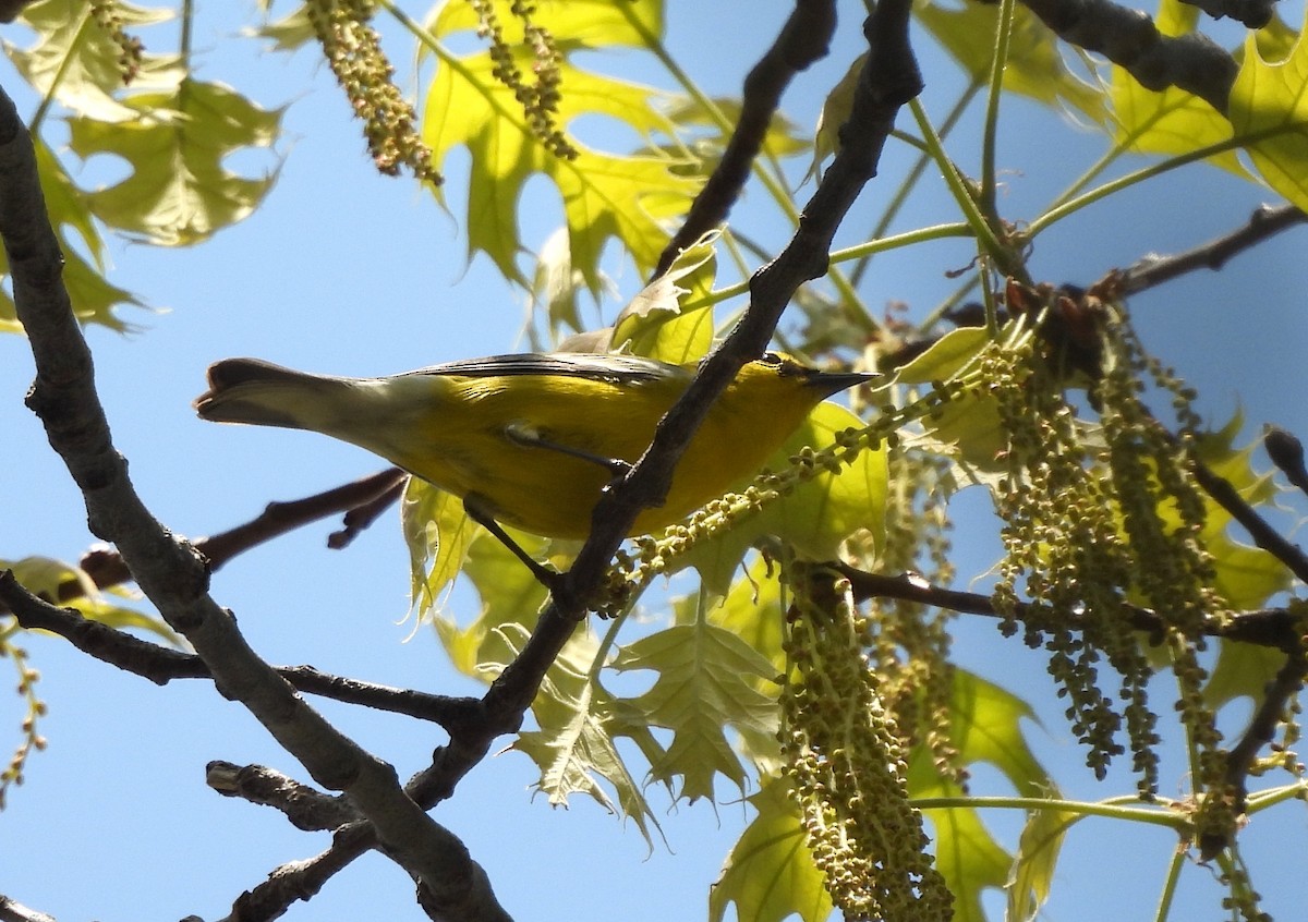 Blue-winged Warbler - ML618226729