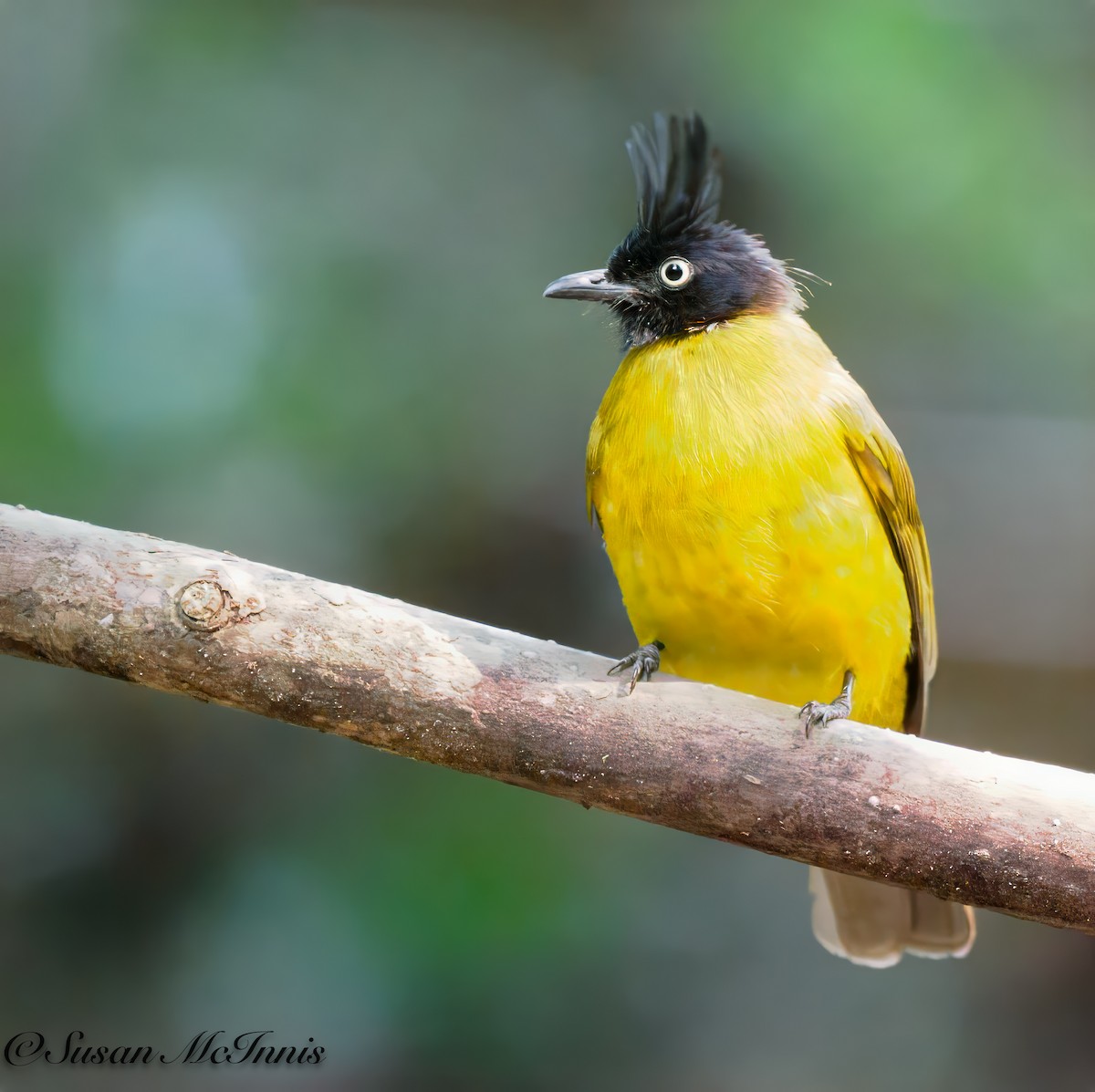 Black-crested Bulbul - Susan Mac