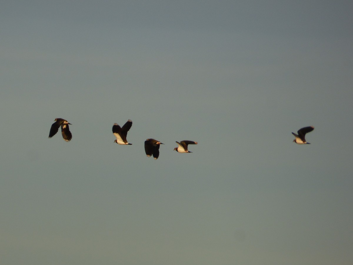 Northern Lapwing - ML618226740