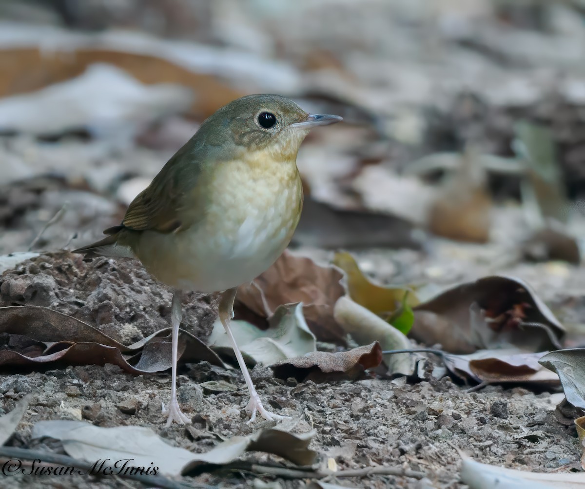 Siberian Blue Robin - Susan Mac