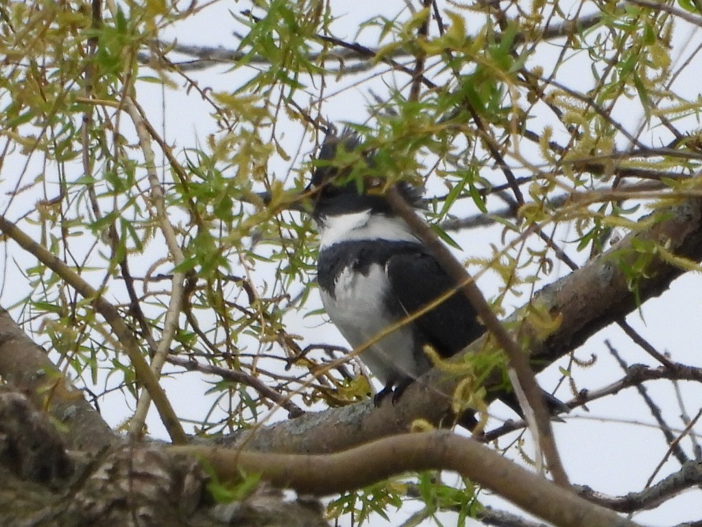 Belted Kingfisher - Bonnie Lunde