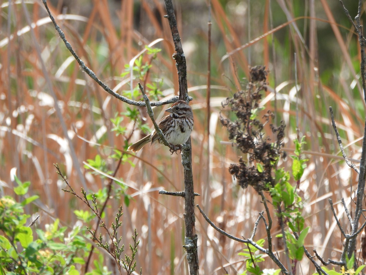 Song Sparrow - Rick Luehrs