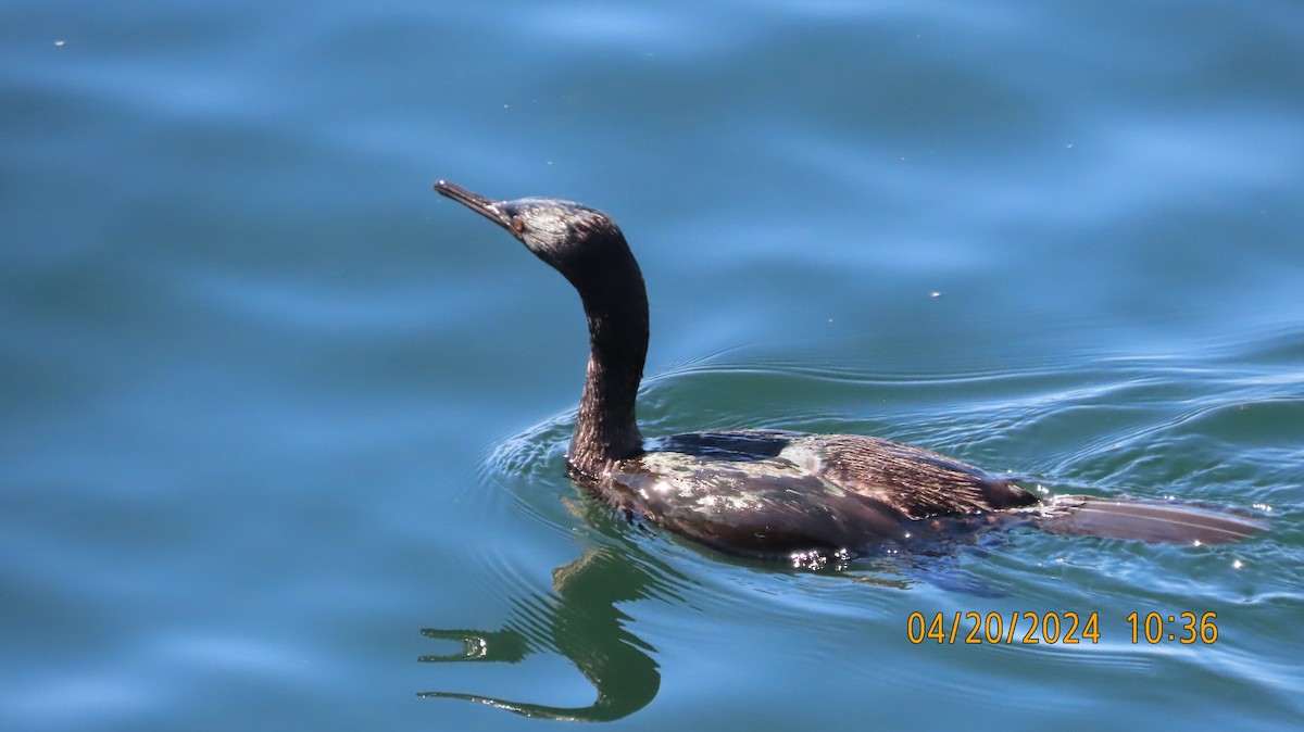 Pelagic Cormorant - Zehava Purim-Adimor