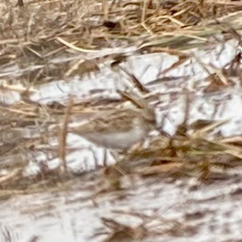 Baird's Sandpiper - Roger Kinnison