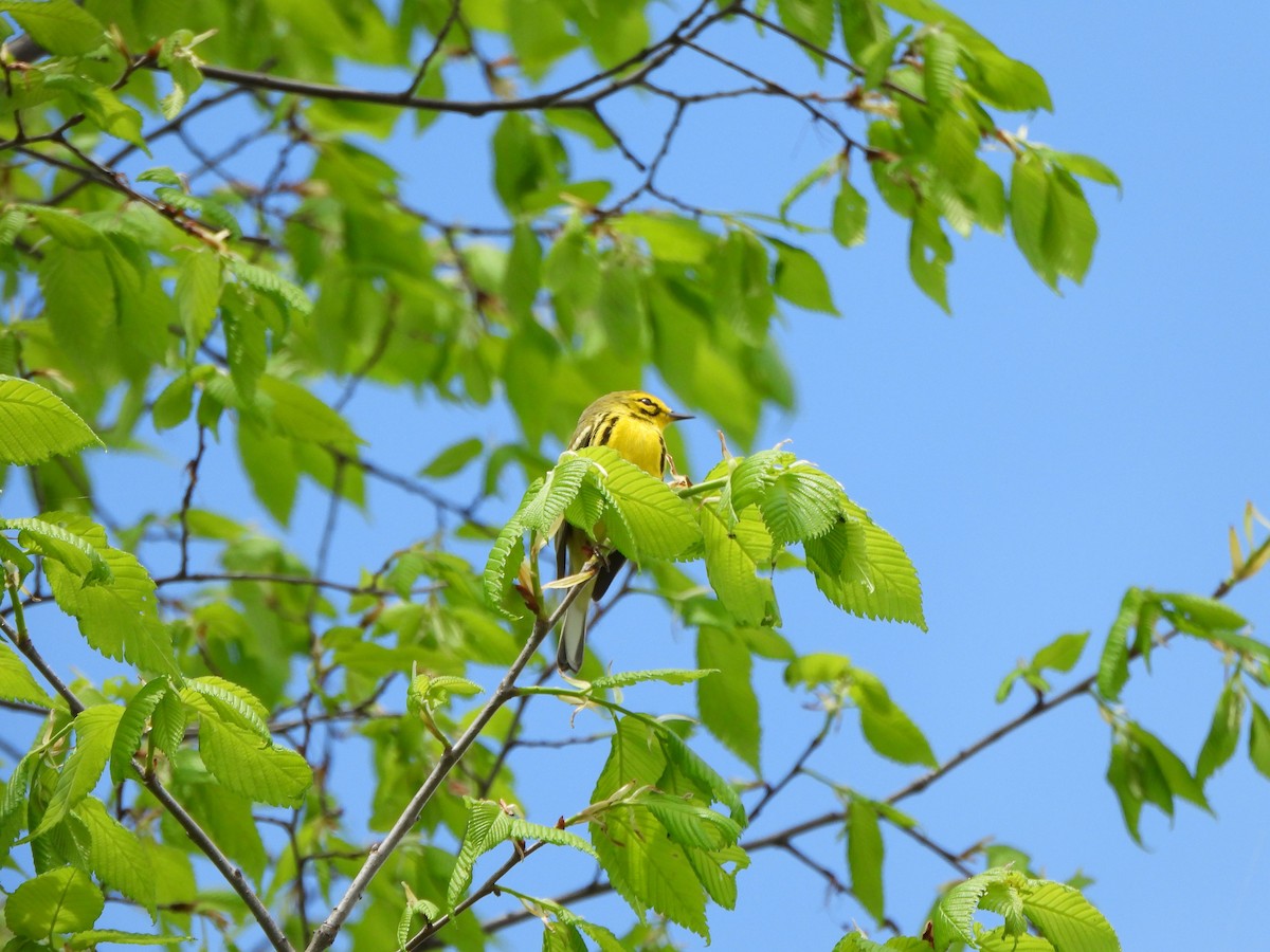 Prairie Warbler - Rick Luehrs