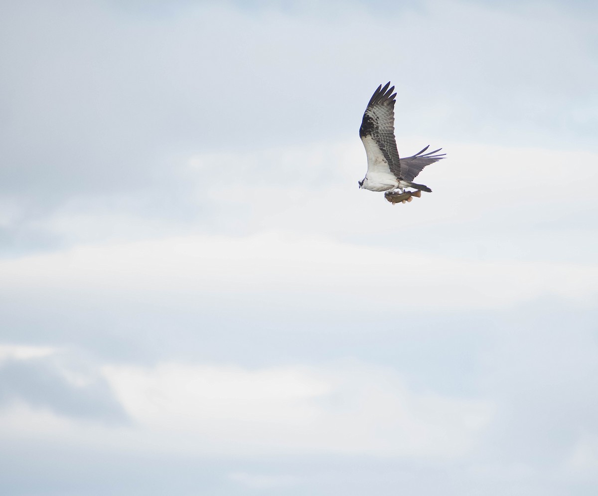 Osprey - Valita Volkman