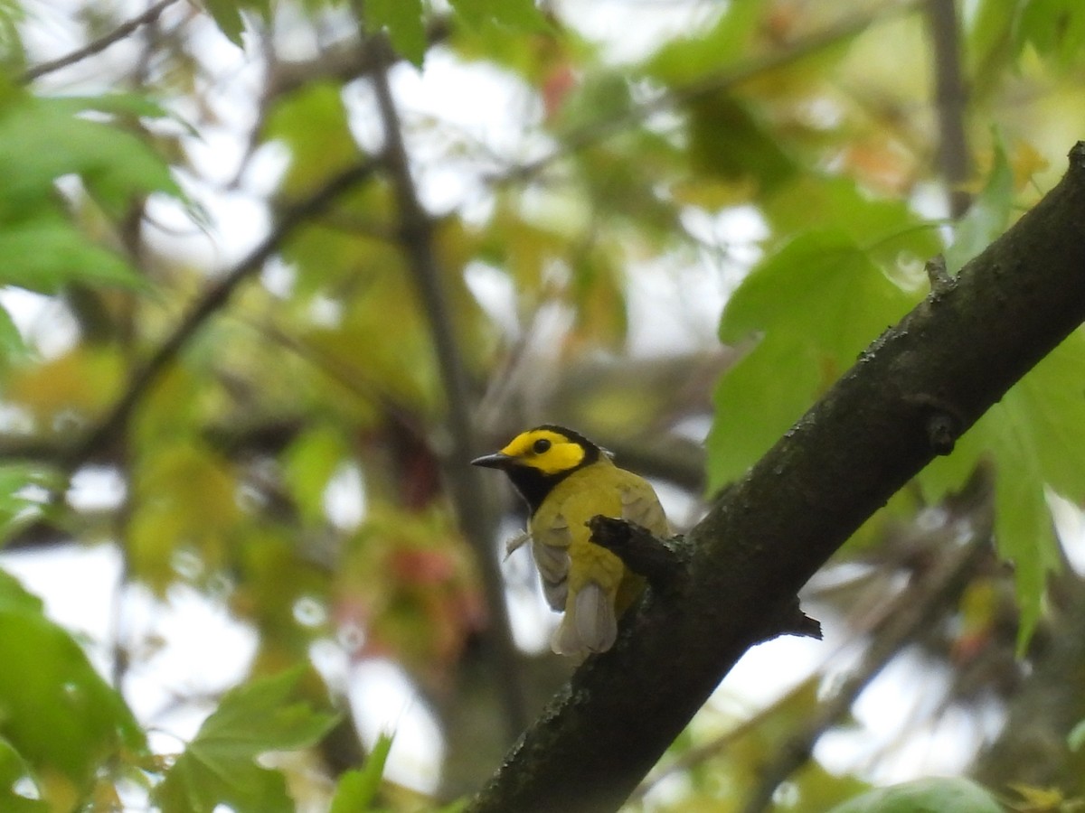 Hooded Warbler - ML618226812