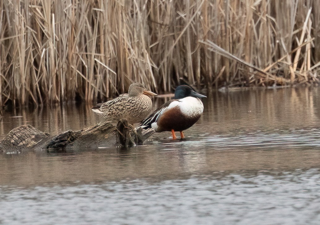 Northern Shoveler - Julie Paquette