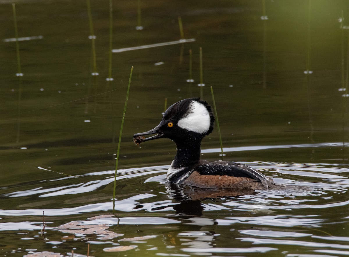 Hooded Merganser - Julie Bowen