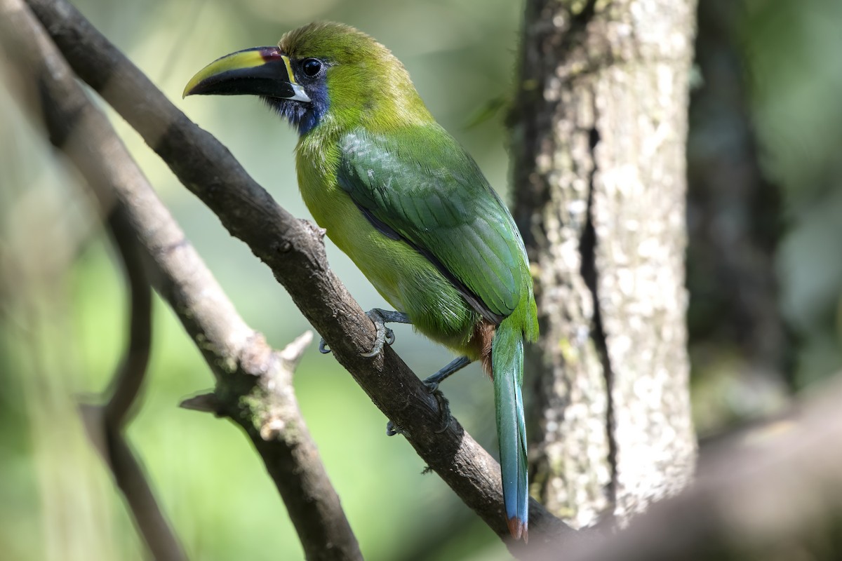 Northern Emerald-Toucanet - Adam Wilson