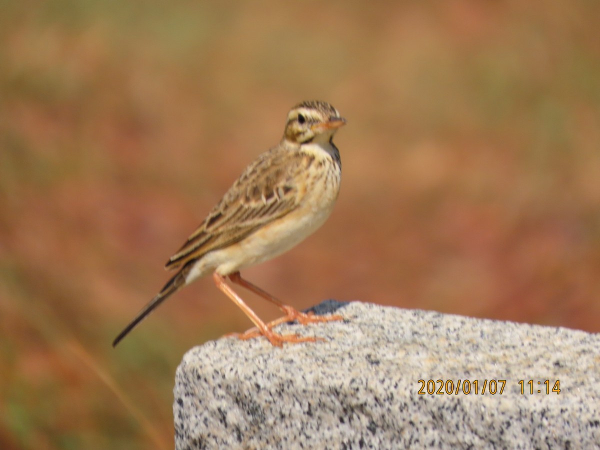 Paddyfield Pipit - sachi yamami