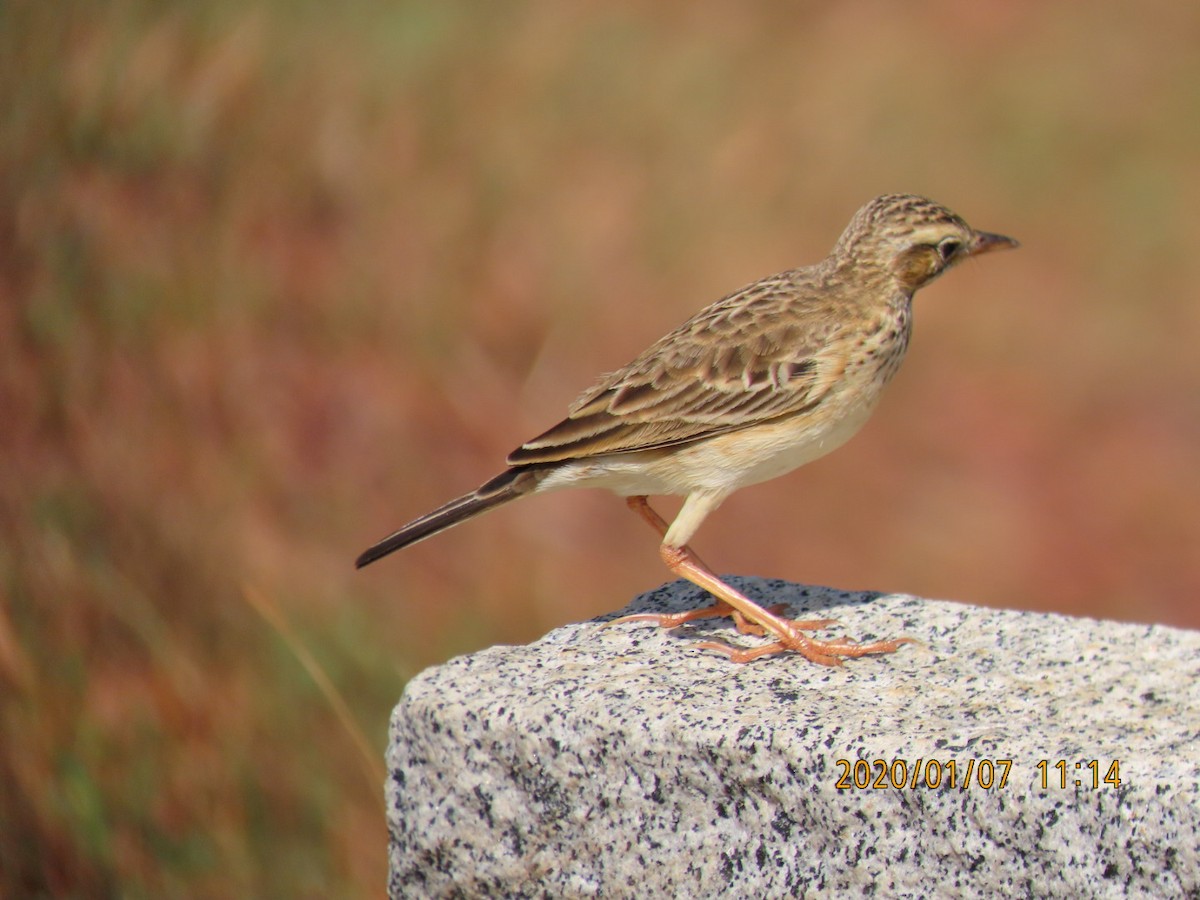 Paddyfield Pipit - sachi yamami