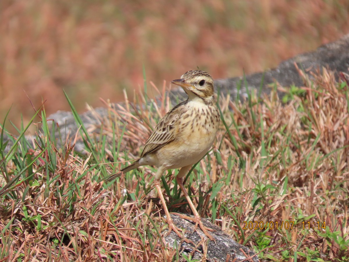 Paddyfield Pipit - ML618226845