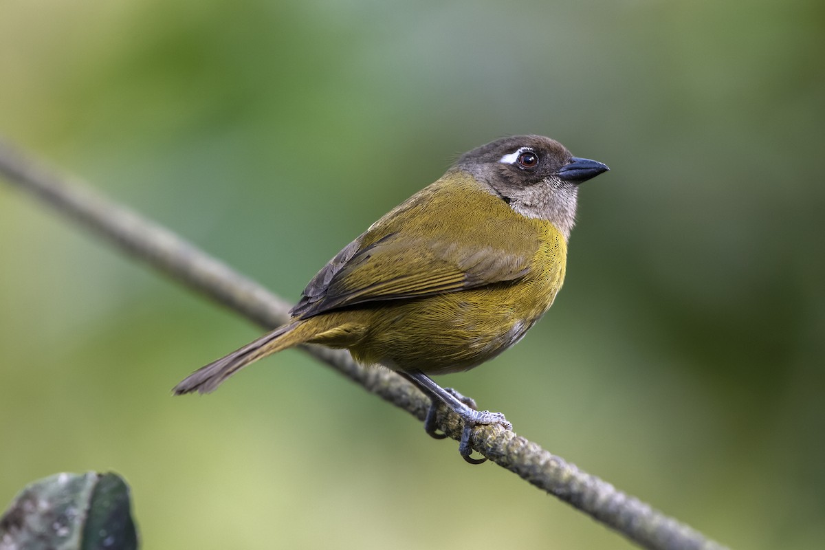 Common Chlorospingus - Adam Wilson