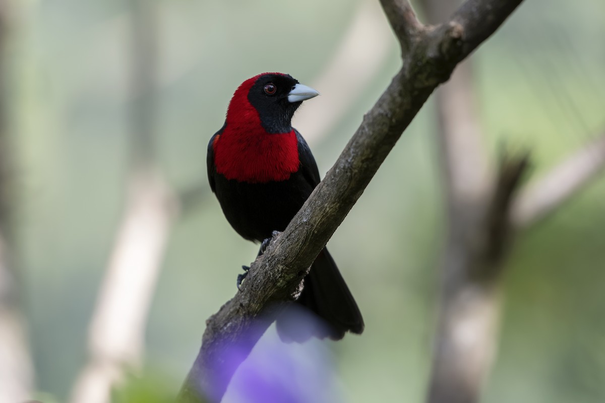 Crimson-collared Tanager - Adam Wilson