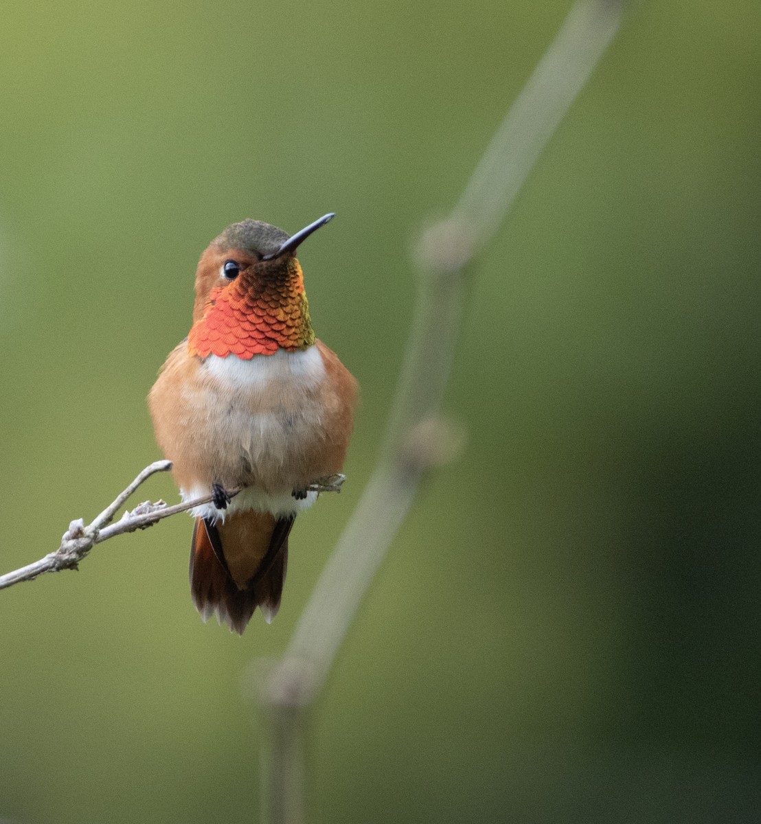 Rufous Hummingbird - Julie Bowen