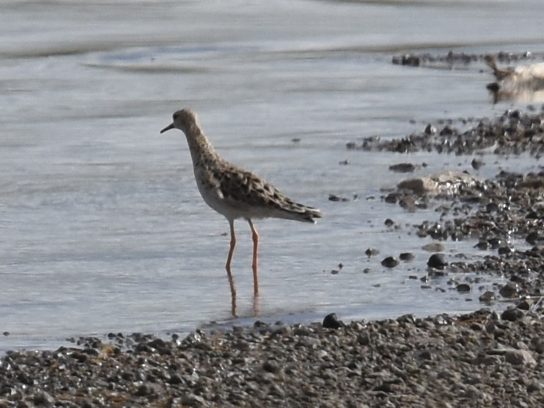 Ruff - Shirley Bobier