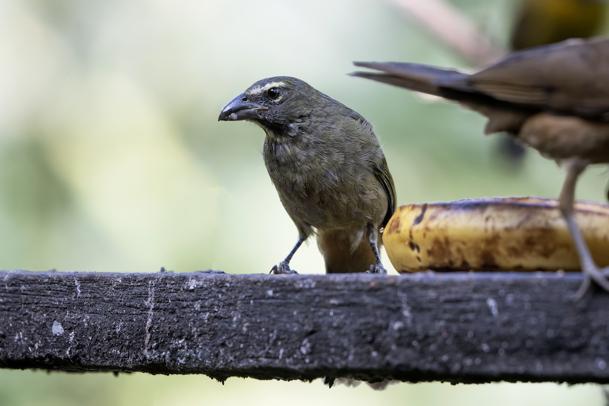 Cinnamon-bellied Saltator - Adam Wilson