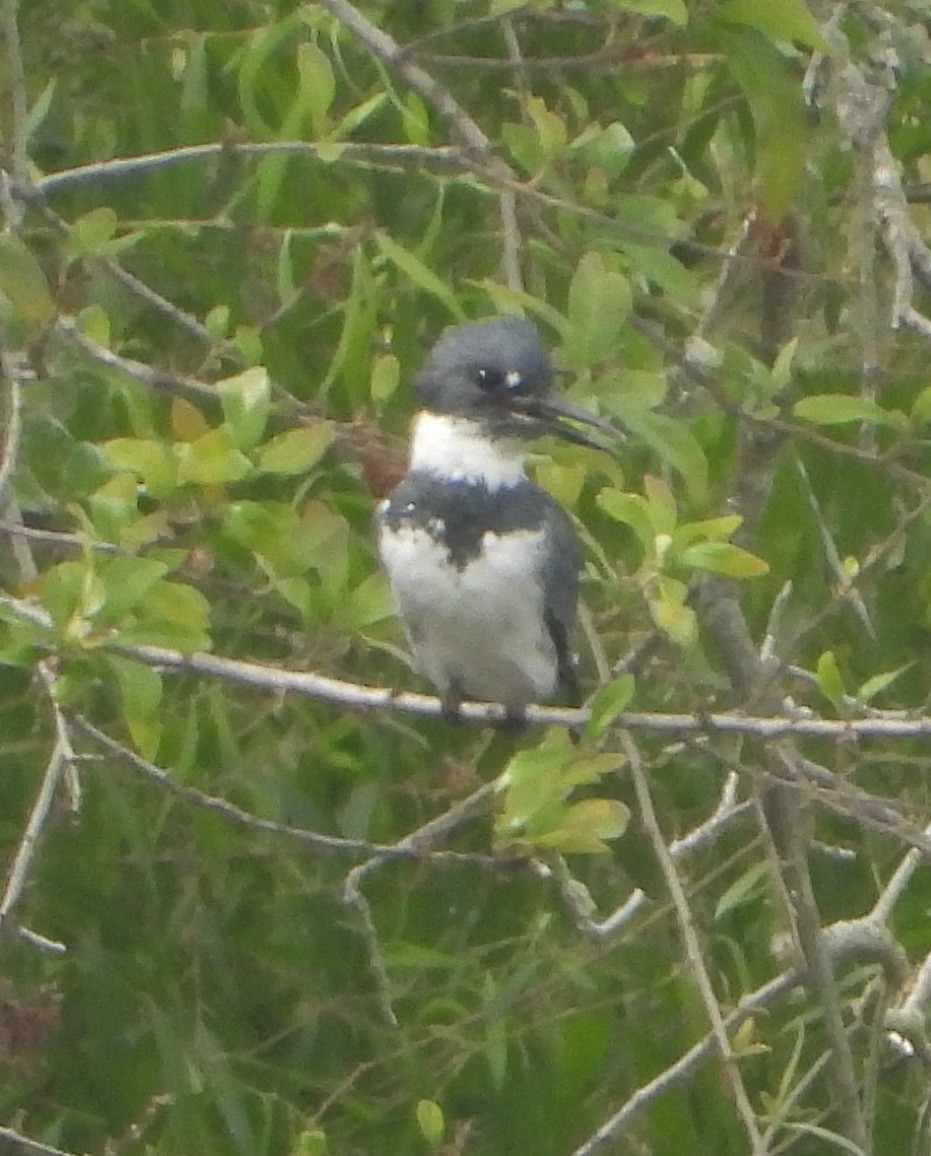 Belted Kingfisher - Rodney Macready