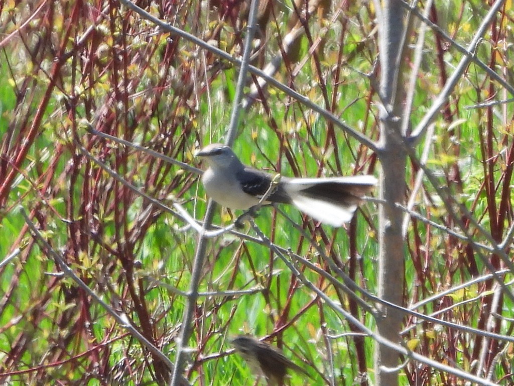 Northern Mockingbird - Bonnie Lunde