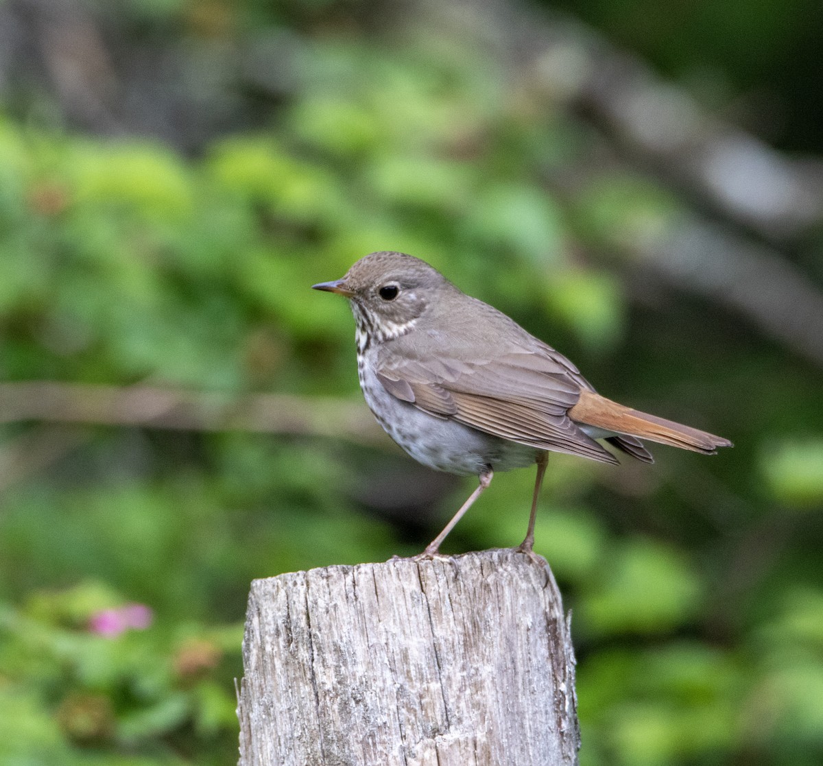 Hermit Thrush - Julie Bowen