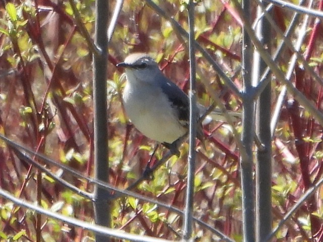 Northern Mockingbird - ML618226913