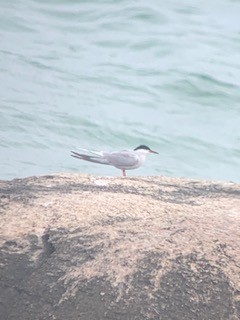 Common Tern - ML618226927