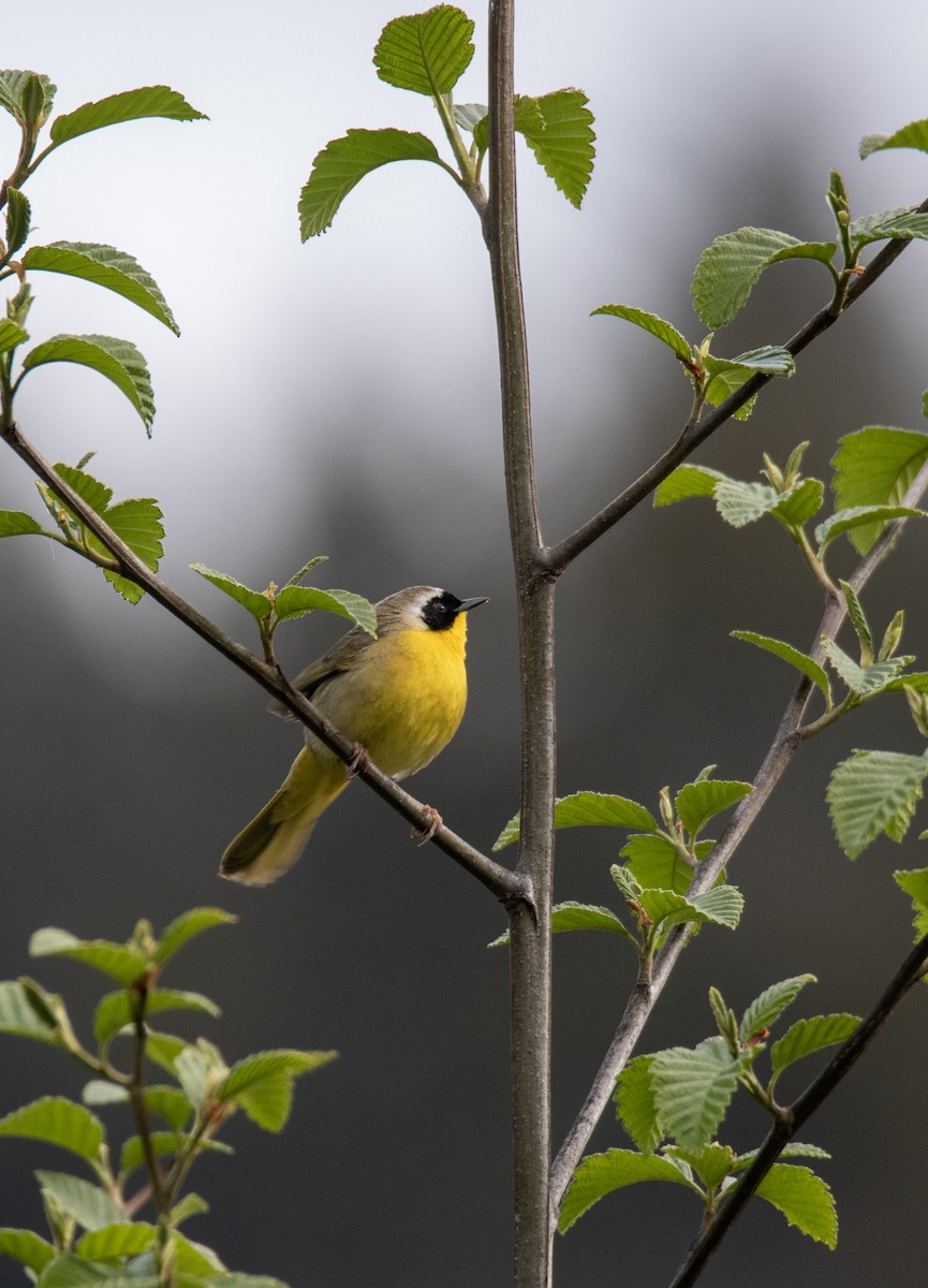 Common Yellowthroat - Julie Bowen