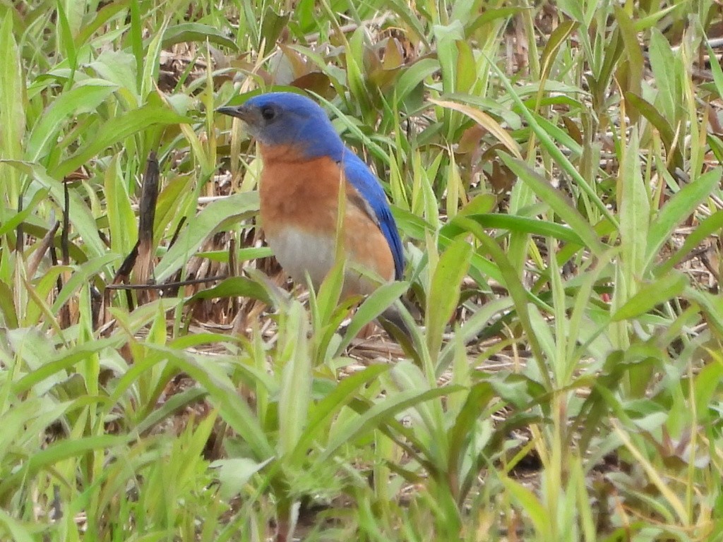 Eastern Bluebird - ML618226931