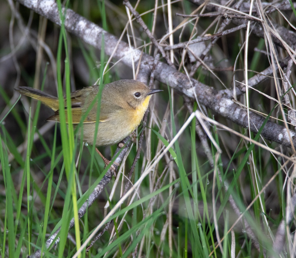 Common Yellowthroat - Julie Bowen