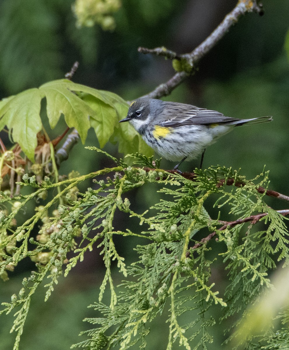 Yellow-rumped Warbler - Julie Bowen