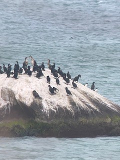 Great Cormorant - Bob Shriber