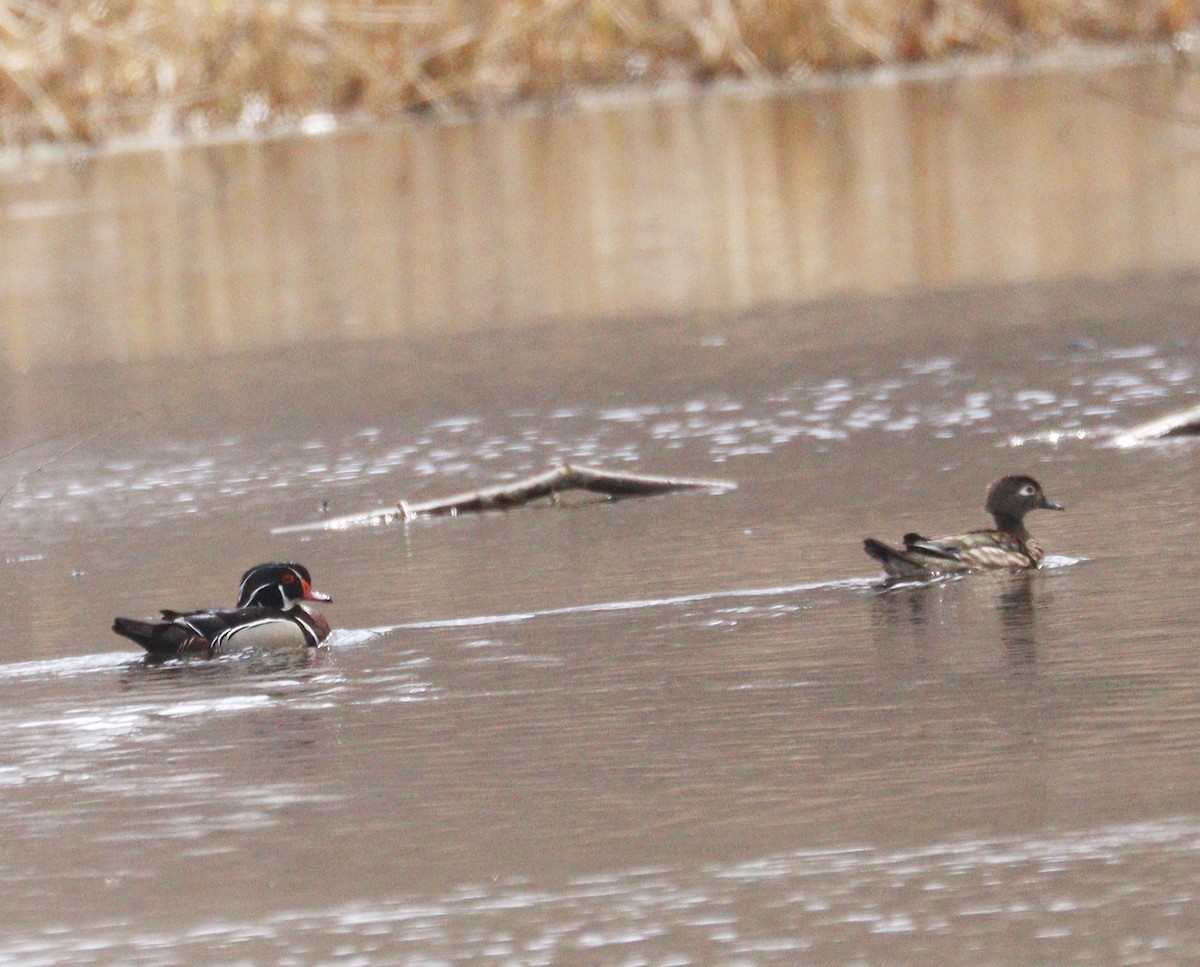 Wood Duck - Hélène Crête