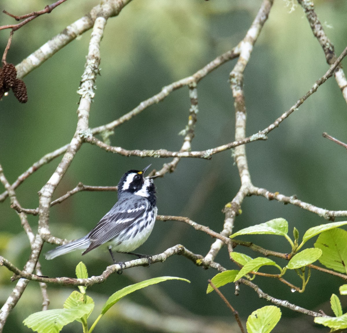 Black-throated Gray Warbler - Julie Bowen