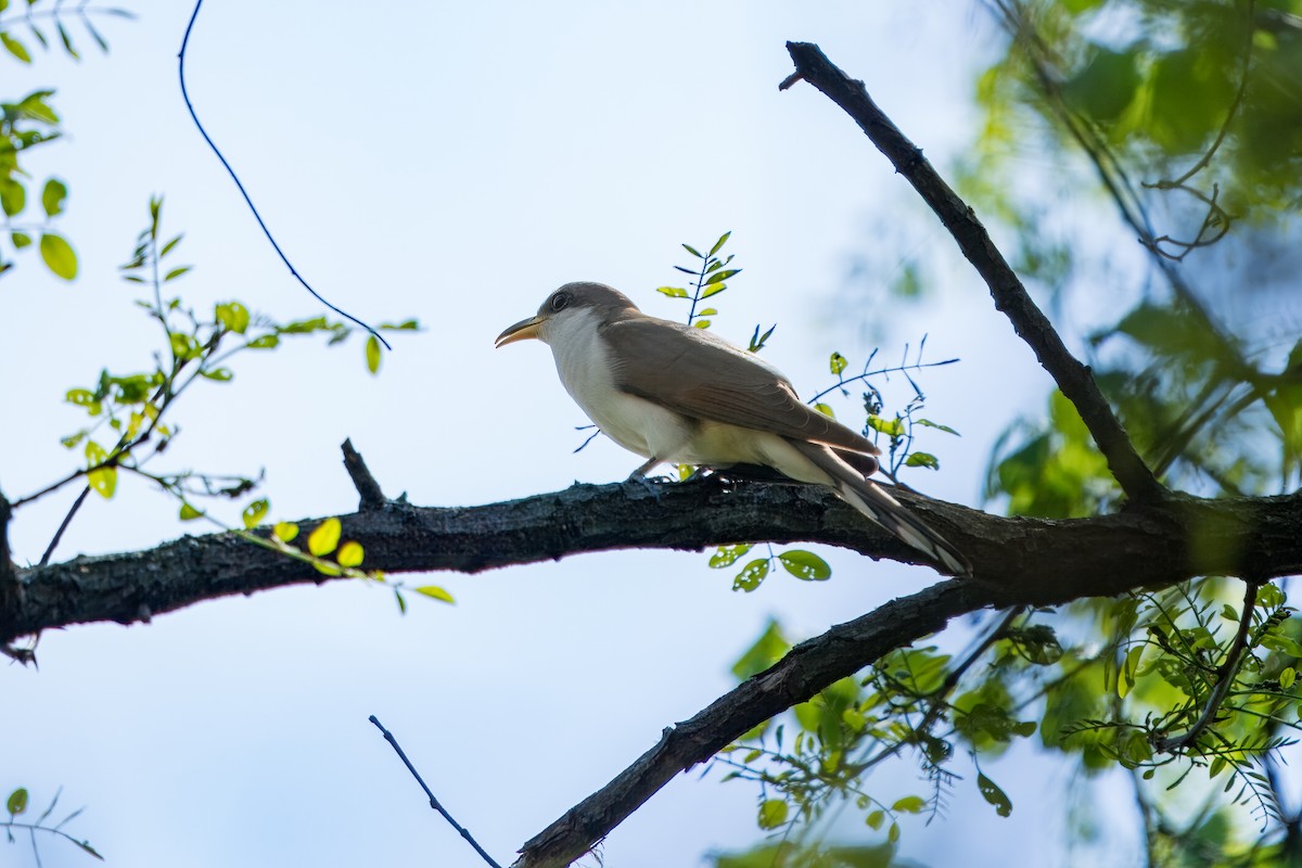 Yellow-billed Cuckoo - Eric Stone