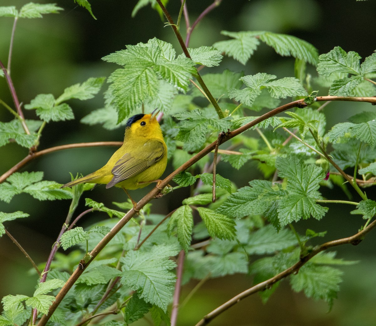 Wilson's Warbler - ML618226961