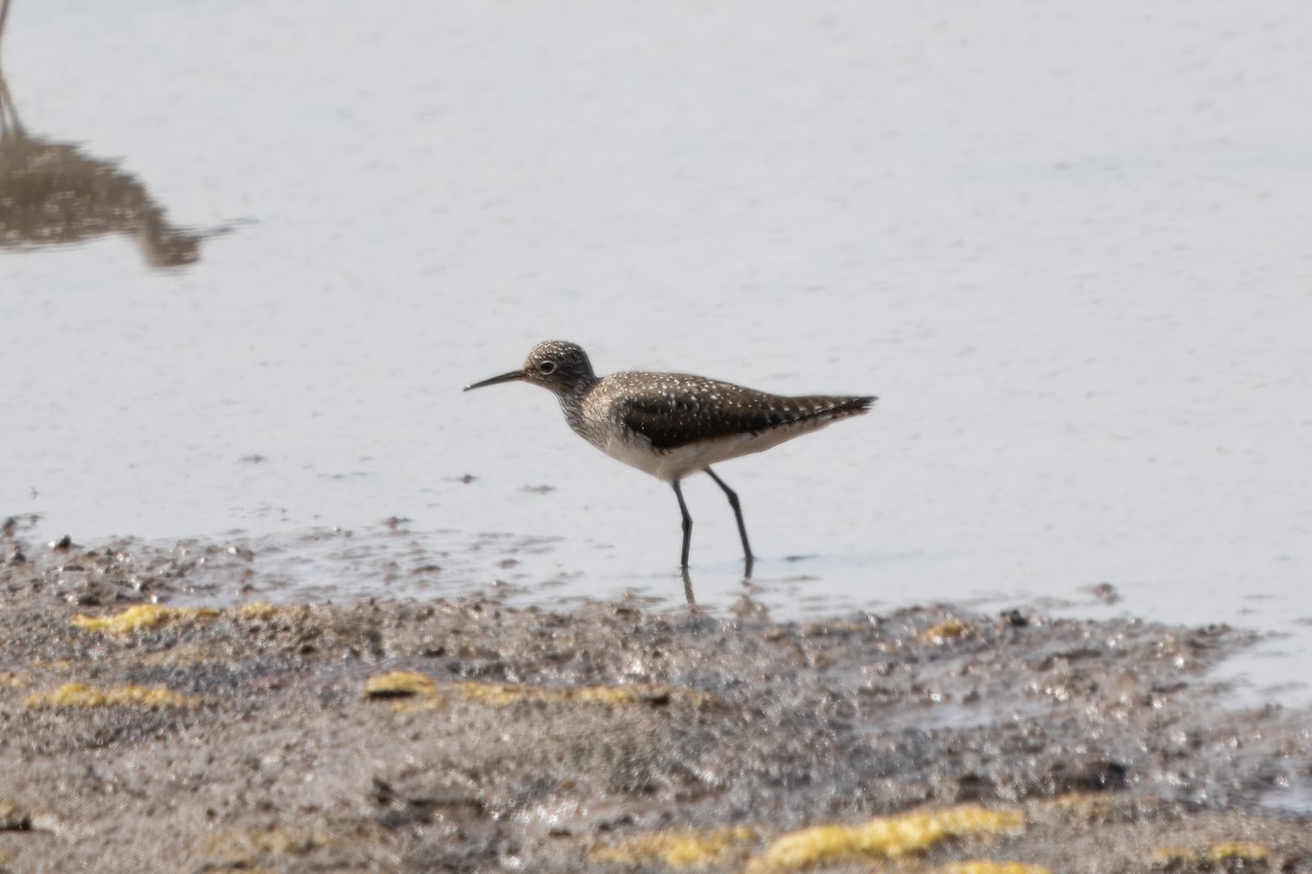 Solitary Sandpiper - Eric Stone