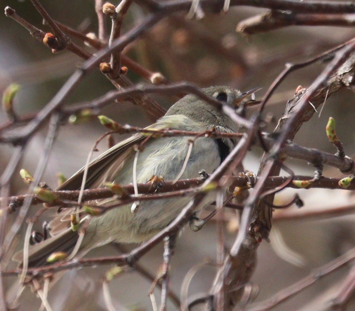 Ruby-crowned Kinglet - Hélène Crête